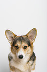 ausgewachsener Welsh Corgi Pembroke