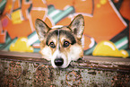 ausgewachsener Welsh Corgi Pembroke