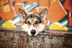 ausgewachsener Welsh Corgi Pembroke