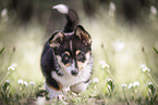 Welsh Corgi Pembroke Welpe