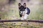 Welsh Corgi Pembroke Welpe