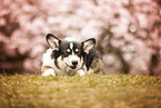 Welsh Corgi Pembroke