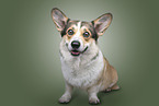 Welsh Corgi Pembroke