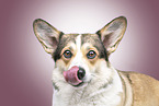 Welsh Corgi Pembroke