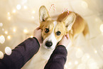 Welsh Corgi Pembroke
