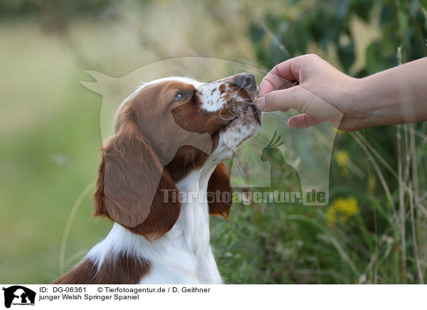 junger Welsh Springer Spaniel / young Welsh Springer Spaniel / DG-06361