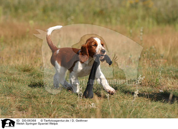 Welsh Springer Spaniel Welpe / Welsh Springer Spaniel puppy / DG-06368