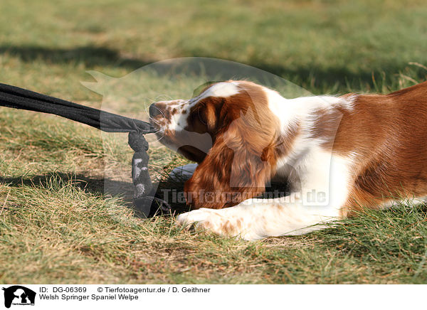 Welsh Springer Spaniel Welpe / Welsh Springer Spaniel puppy / DG-06369