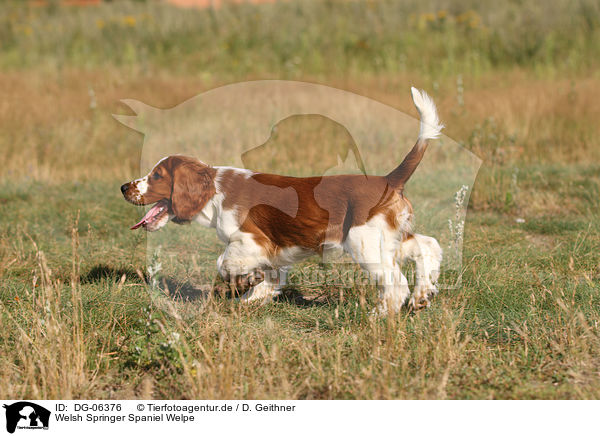Welsh Springer Spaniel Welpe / DG-06376
