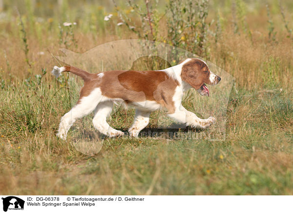 Welsh Springer Spaniel Welpe / Welsh Springer Spaniel puppy / DG-06378