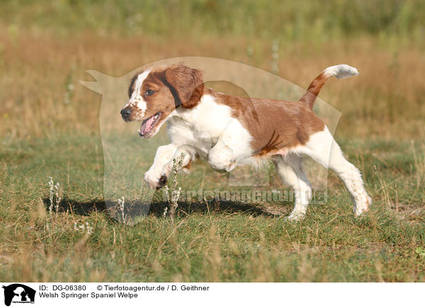 Welsh Springer Spaniel Welpe / DG-06380