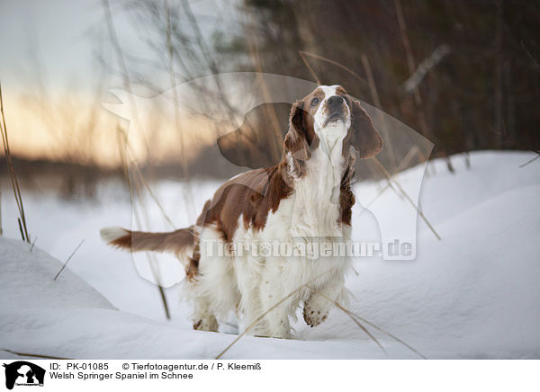 Welsh Springer Spaniel im Schnee / PK-01085