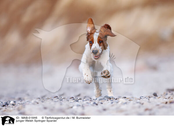 junger Welsh Springer Spaniel / MAB-01846