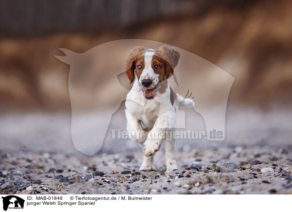 junger Welsh Springer Spaniel / MAB-01848