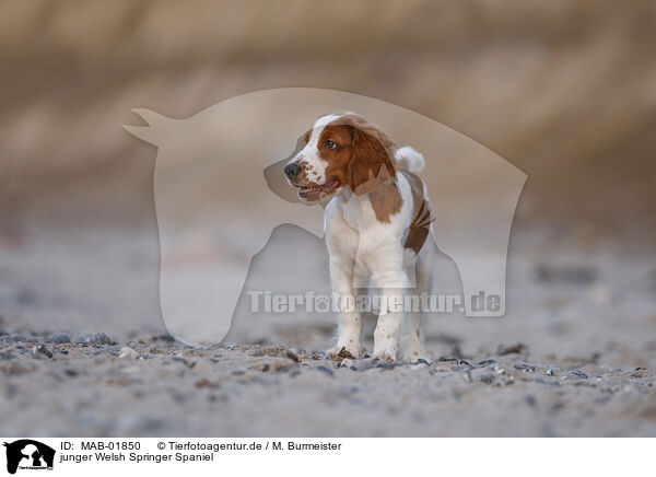 junger Welsh Springer Spaniel / MAB-01850