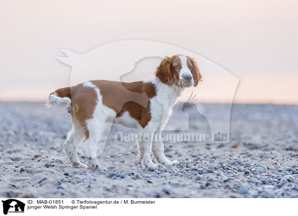 junger Welsh Springer Spaniel / MAB-01851