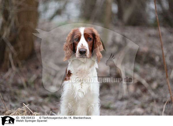Welsh Springer Spaniel / KB-09433
