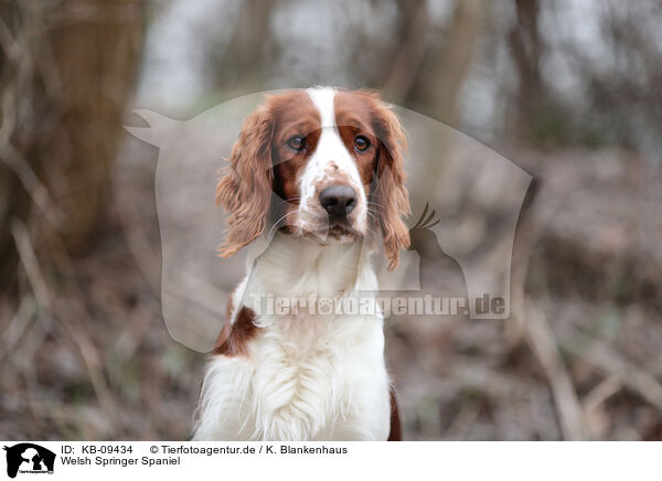 Welsh Springer Spaniel / Welsh Springer Spaniel / KB-09434