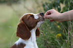 junger Welsh Springer Spaniel