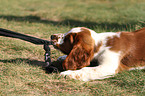 Welsh Springer Spaniel Welpe