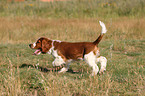 Welsh Springer Spaniel Welpe