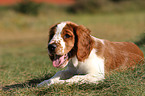 Welsh Springer Spaniel Welpe