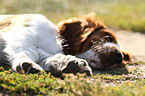 junger Welsh Springer Spaniel