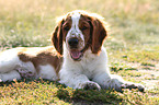 junger Welsh Springer Spaniel