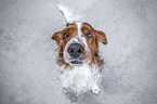 sitzender Welsh Springer Spaniel