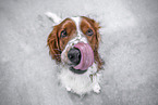 sitzender Welsh Springer Spaniel