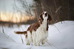 Welsh Springer Spaniel im Schnee