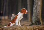 junger Welsh Springer Spaniel