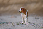 junger Welsh Springer Spaniel