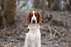 Welsh Springer Spaniel