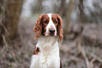 Welsh Springer Spaniel