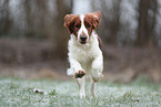 Welsh Springer Spaniel