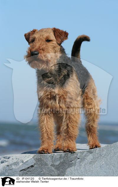 stehender Welsh Terrier / IF-04120