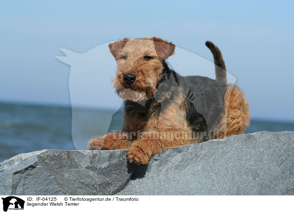 liegender Welsh Terrier / lying Welsh Terrier / IF-04125