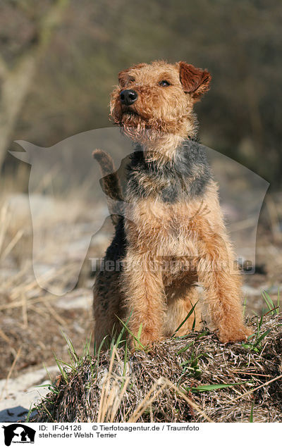 stehender Welsh Terrier / IF-04126