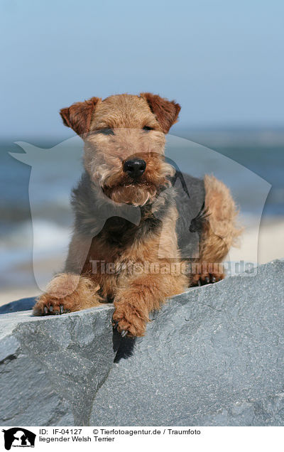 liegender Welsh Terrier / lying Welsh Terrier / IF-04127