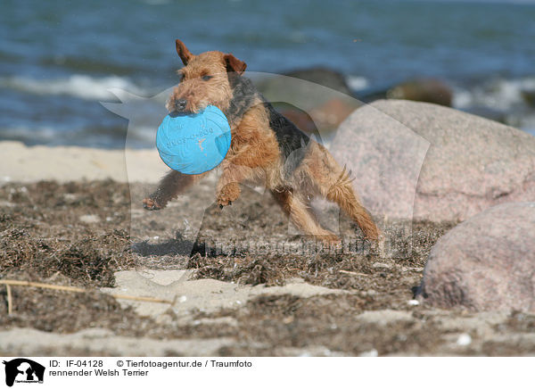 rennender Welsh Terrier / IF-04128