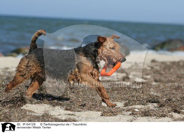 rennender Welsh Terrier / IF-04129