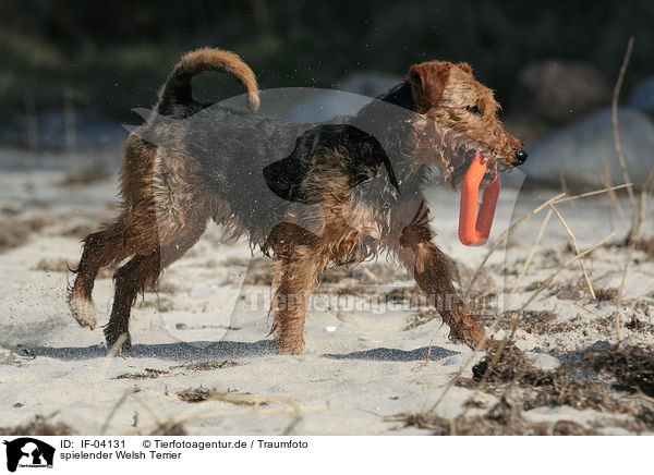 spielender Welsh Terrier / IF-04131