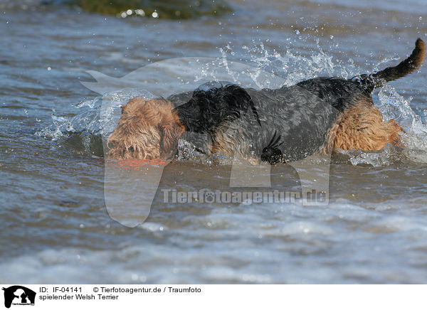 spielender Welsh Terrier / IF-04141