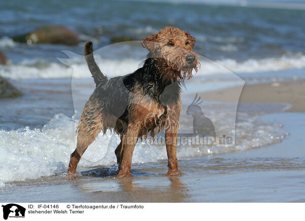 stehender Welsh Terrier / standing Welsh Terrier / IF-04146