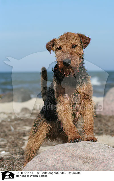 stehender Welsh Terrier / standing Welsh Terrier / IF-04151