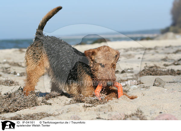 spielender Welsh Terrier / playing Welsh Terrier / IF-04161