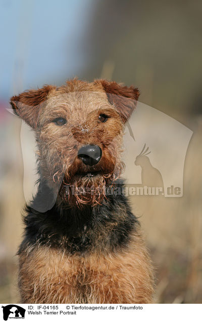 Welsh Terrier Portrait / Welsh Terrier Portrait / IF-04165