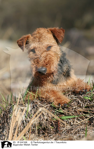 liegender Welsh Terrier / lying Welsh Terrier / IF-04168