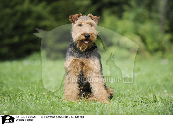 Welsh Terrier / Welsh Terrier / SST-07029